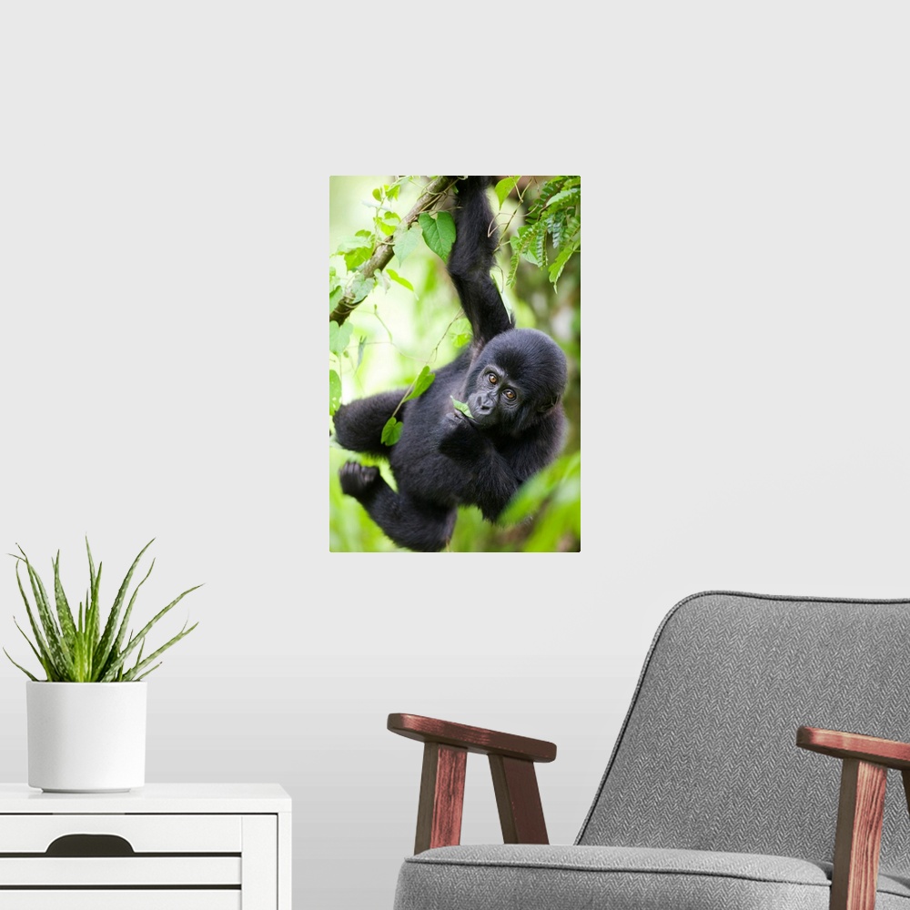 A modern room featuring Uganda, Bwindi Impenetrable National Park, Baby Mountain Gorilla (Gorilla gorilla beringei) hangs...