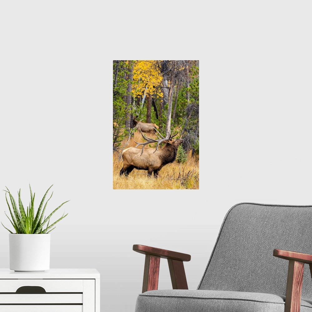 A modern room featuring USA, Colorado, Rocky Mountain National Park. Male elk beginning to bugle.