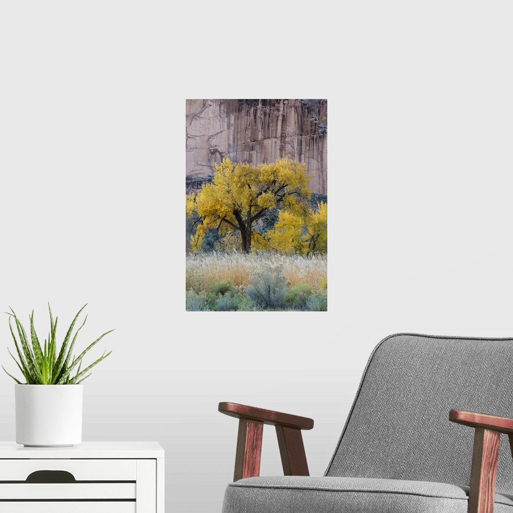 A modern room featuring USA, Utah, Sandstone Cliff Face And Autumn Cottonwood Trees, Capital Reef National Park