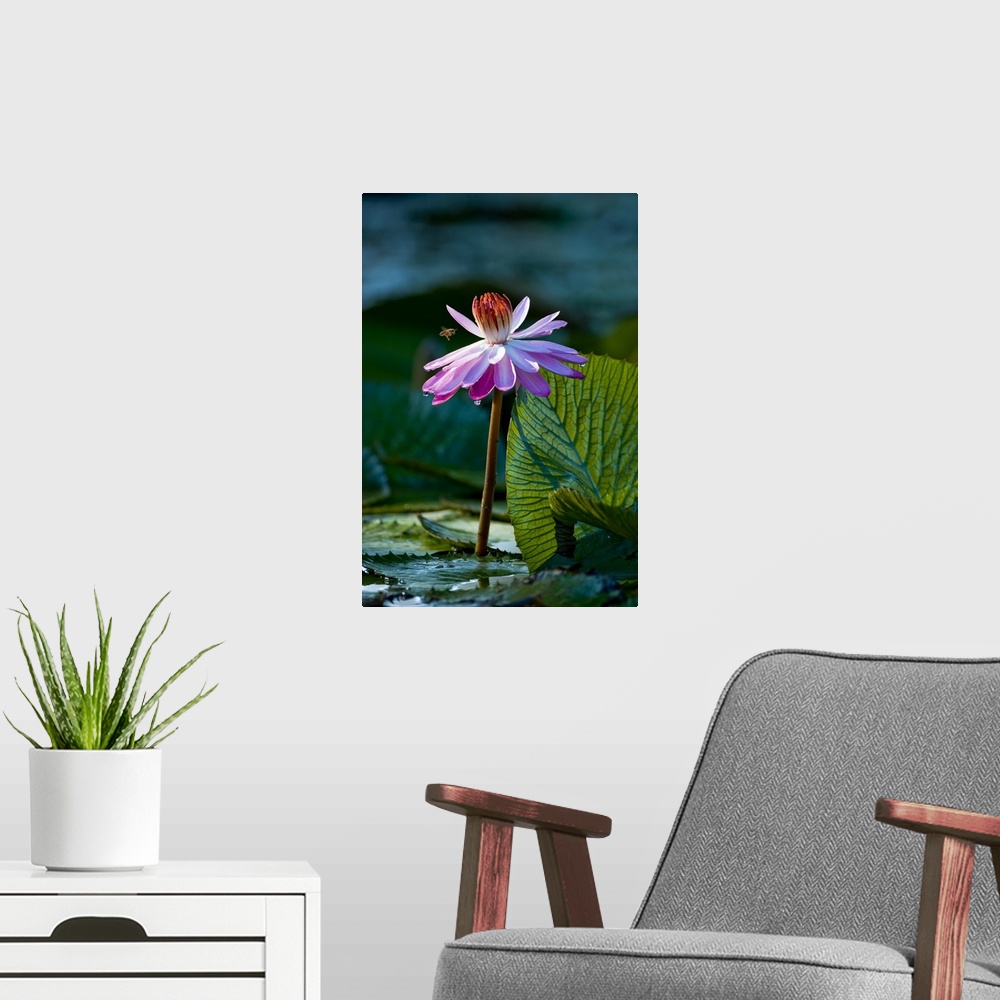 A modern room featuring Water lilies, of the genus Nymphaea, are aquatic plants found world-wide; often planted as orname...