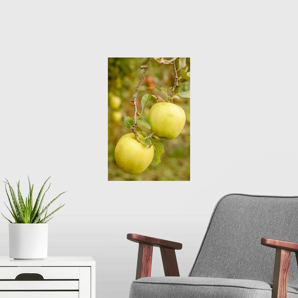 A modern room featuring Wenatchee, Washington State, USA. Golden Delicious Apples on the tree. United States, Washington ...