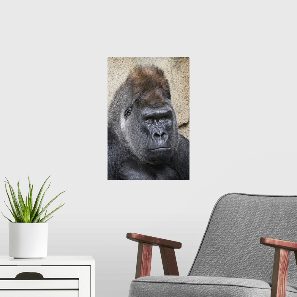 A modern room featuring Western Gorilla, Cincinnati Zoo. United States, Ohio.
