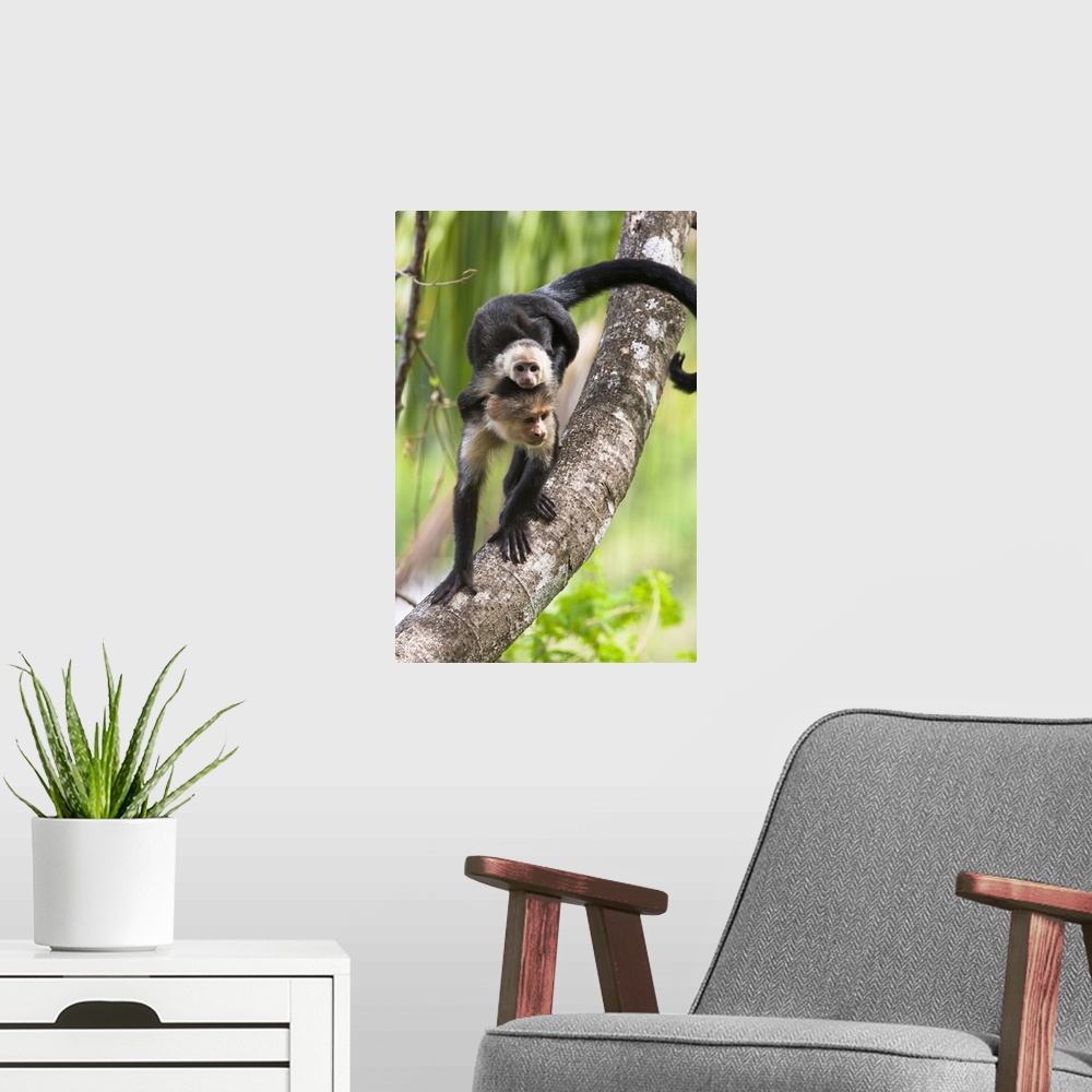 A modern room featuring White-headed Capuchin monkey with baby on its back descending a tree branch in the rainforest of ...
