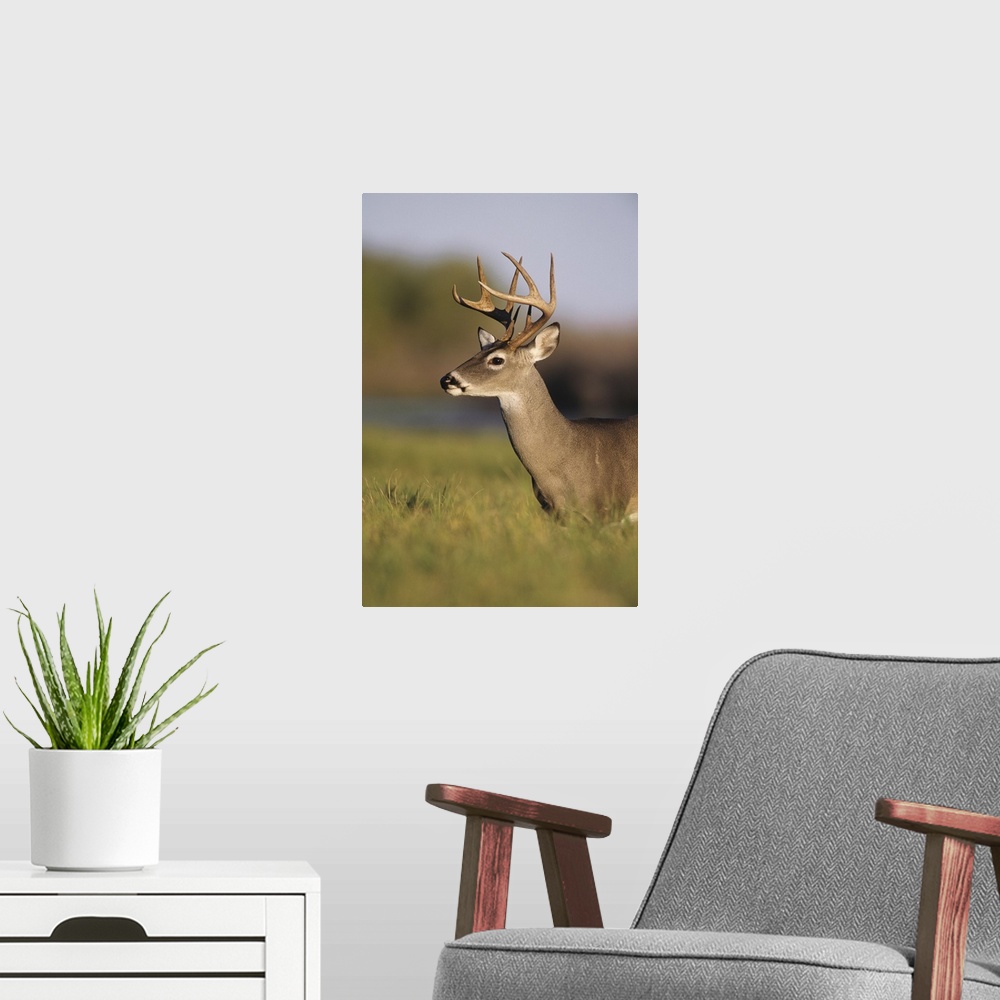 A modern room featuring White-tailed Deer, Odocoileus virginianus, Buck, Choke Canyon State Park, Texas, USA, Oktober 2003