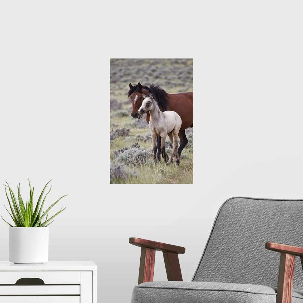 A modern room featuring Wild horse (Equus caballos) foal with mother, Wyoming prairie, June.