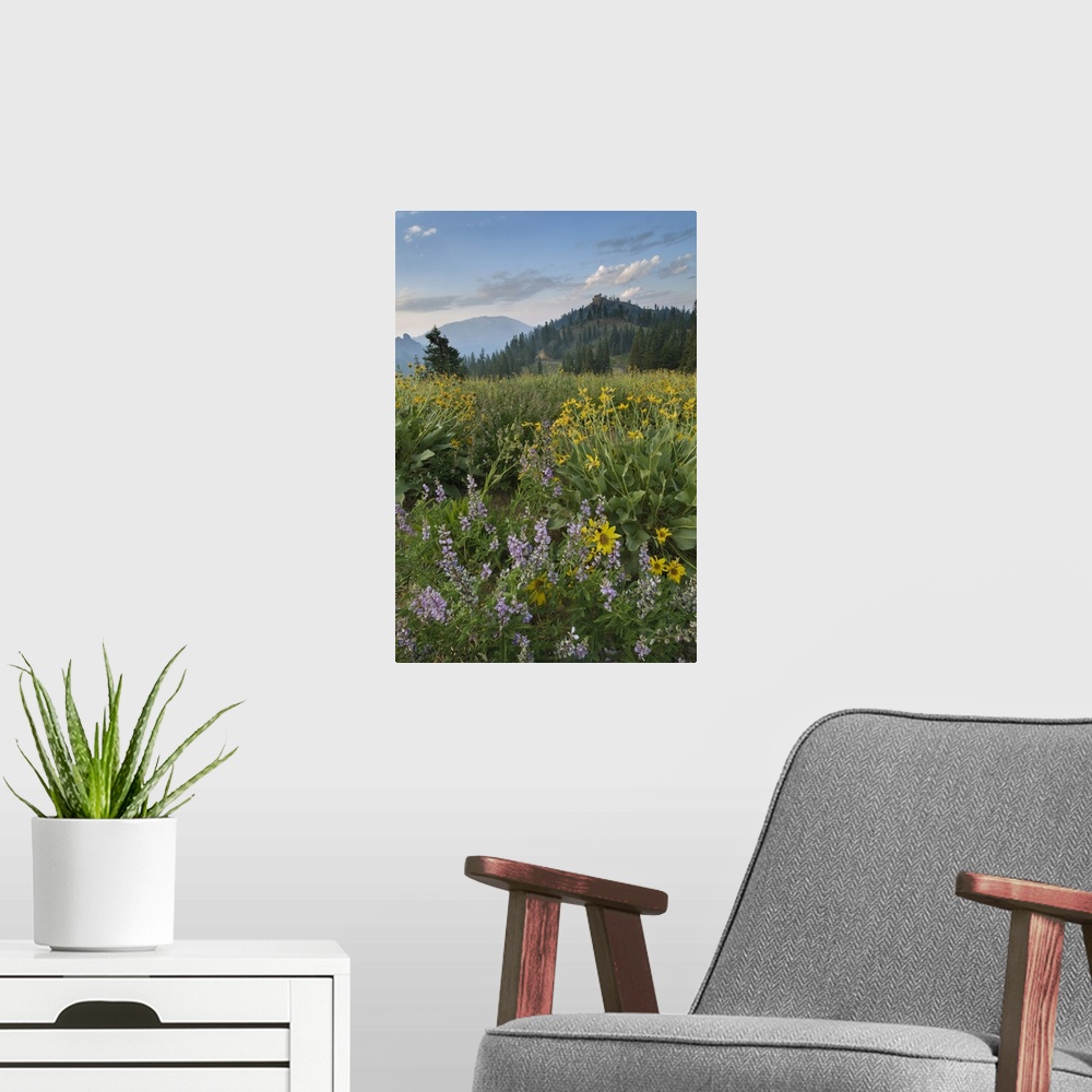 A modern room featuring Wildflowers at sunrise along Lassen Peak Road, Lassen Volcanic National Park, Mount Lassen, Calif...