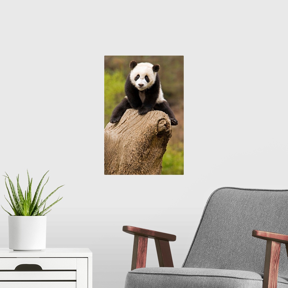 A modern room featuring Wolong Panda Reserve, China, Baby Panda on top of tree stump.