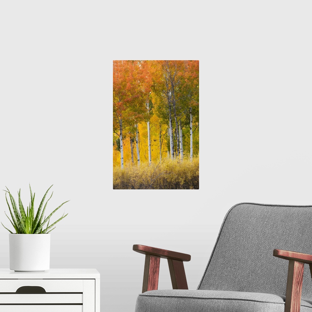 A modern room featuring Wyoming, Grand Teton National Park, Aspen trees.