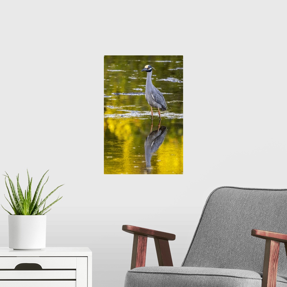 A modern room featuring Yellow crowned night heron in Ding Darling National Wildlife Refuge on Sanibel Island, Florida, USA.