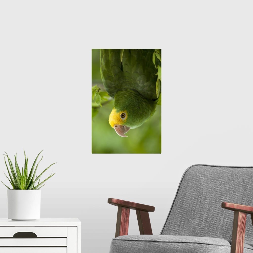 A modern room featuring Yellow-headed Amazon Parrot (Amazona oratrix), Belize, Central America. Found in Riparian forest ...