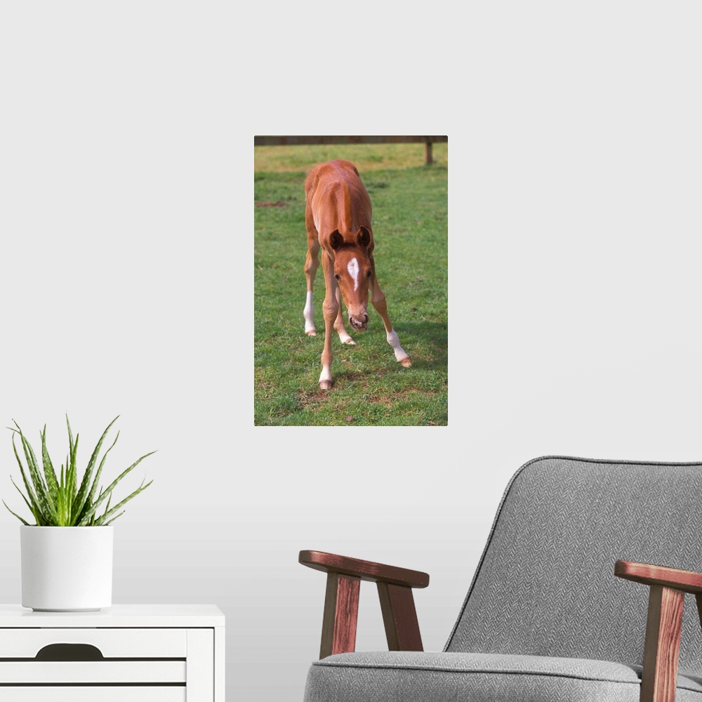 A modern room featuring A young colt testing out his unsteady legs, in a green pasture.