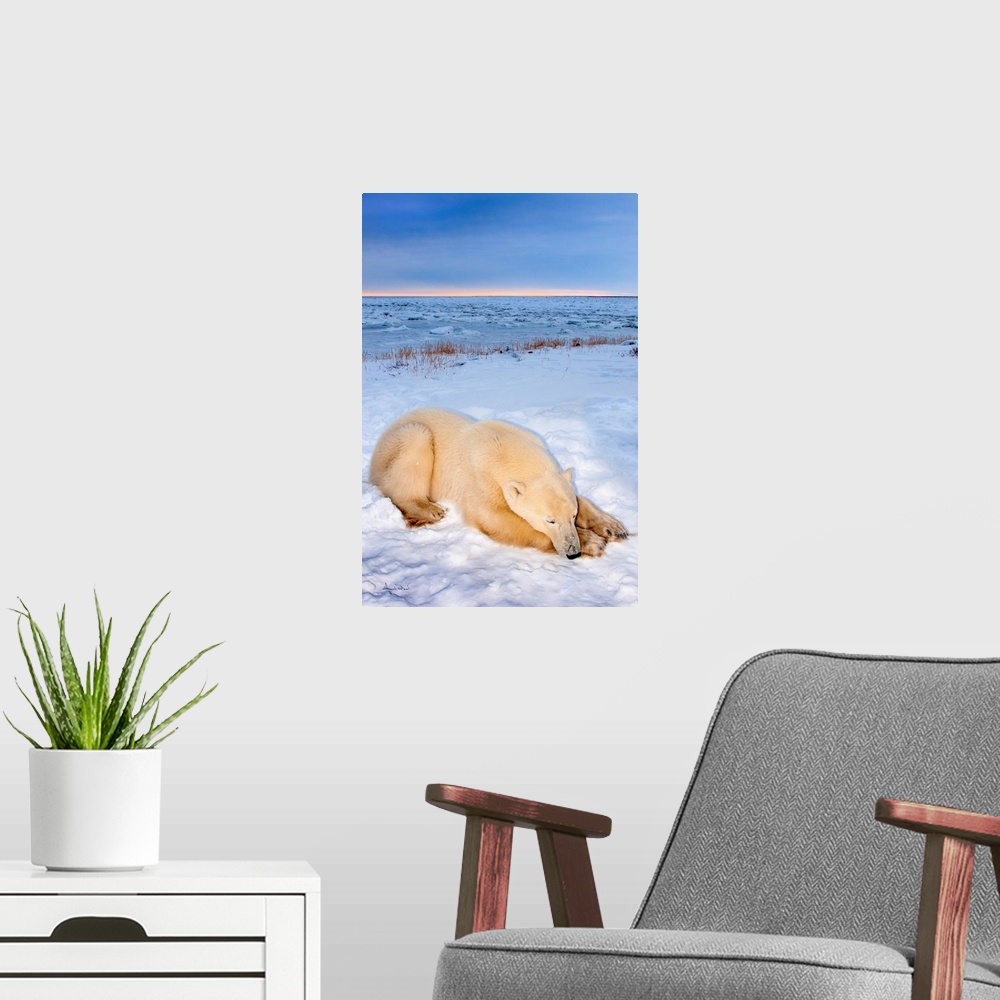 A modern room featuring Polar Bear (Ursus maritimus) near the Hudson Bay Coast, Manitoba, Canada, having a nap at sunset.
