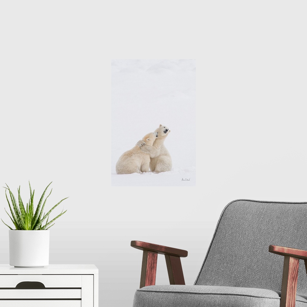 A modern room featuring Polar bears in a  friendly wrestling embrace on sub-Arctic Hudson Bay ice and snow, Churchill, MB...