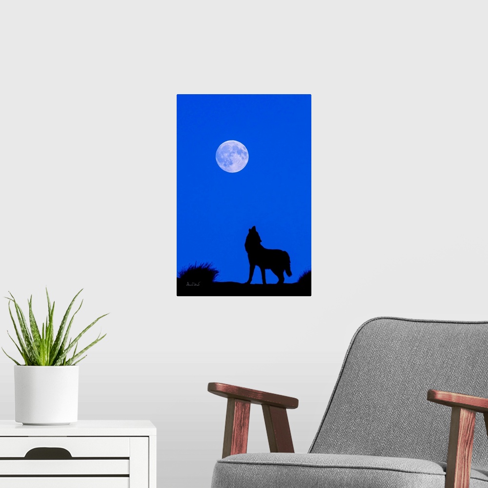 A modern room featuring Composite of a captive grey wolf howling at the moon. Original moon in the photo replaced with de...