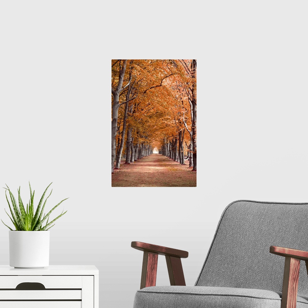 A modern room featuring Autumn Forest Woods