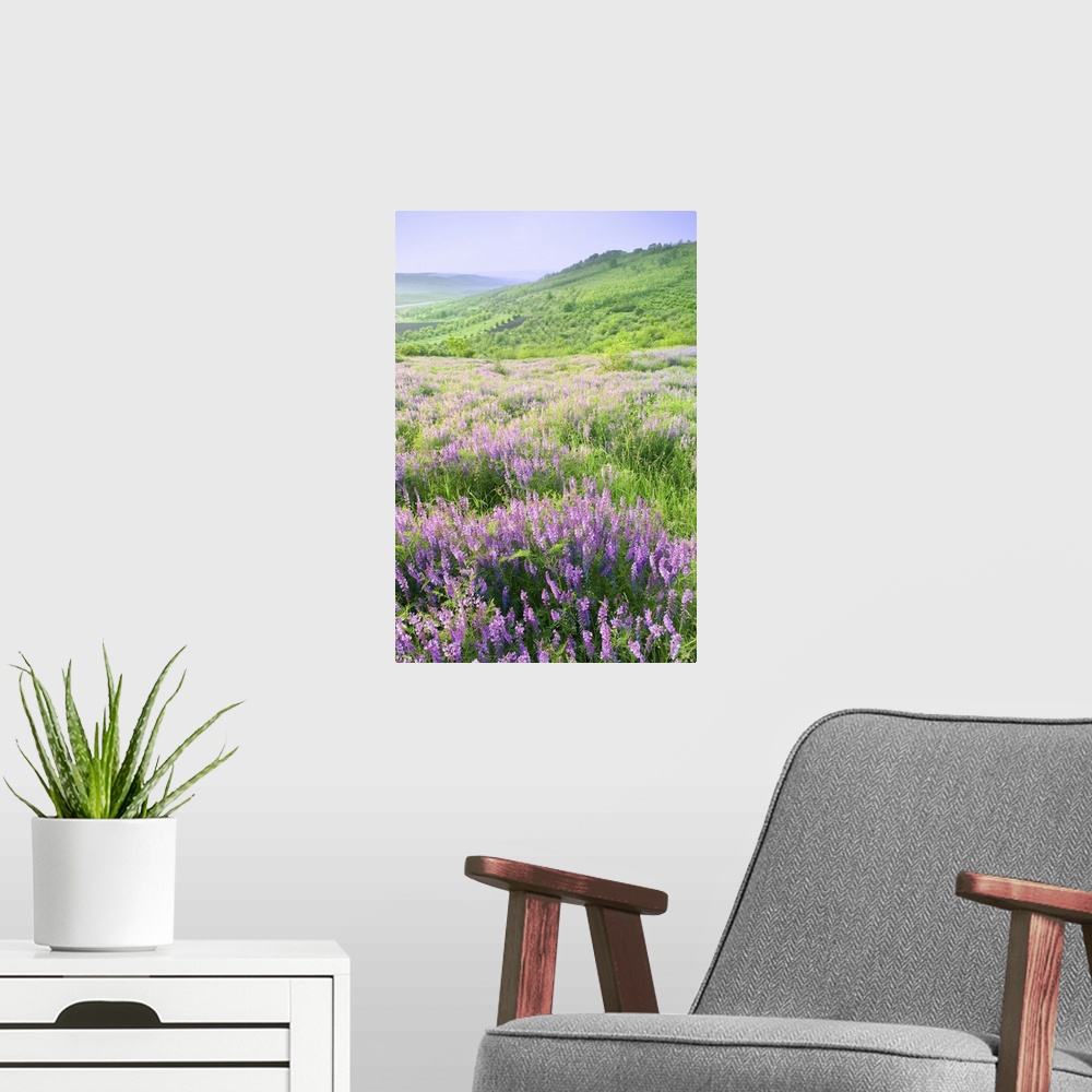 A modern room featuring Beautiful rural landscape with violet flowers.