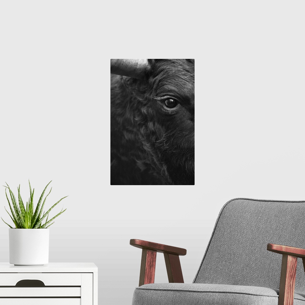 A modern room featuring Fighting bull head detail in black and white. Vertical.
