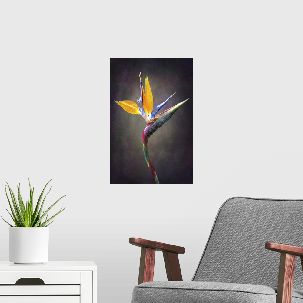 A modern room featuring Fine art close up of a Strelitzia flower.