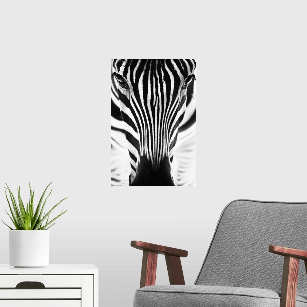 A modern room featuring Portrait Of A Zebra In Black And White