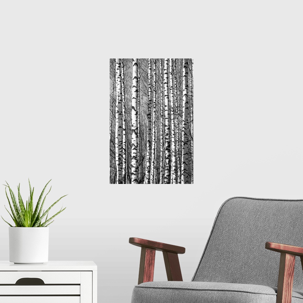 A modern room featuring Spring sunny trunks birch trees black and white.