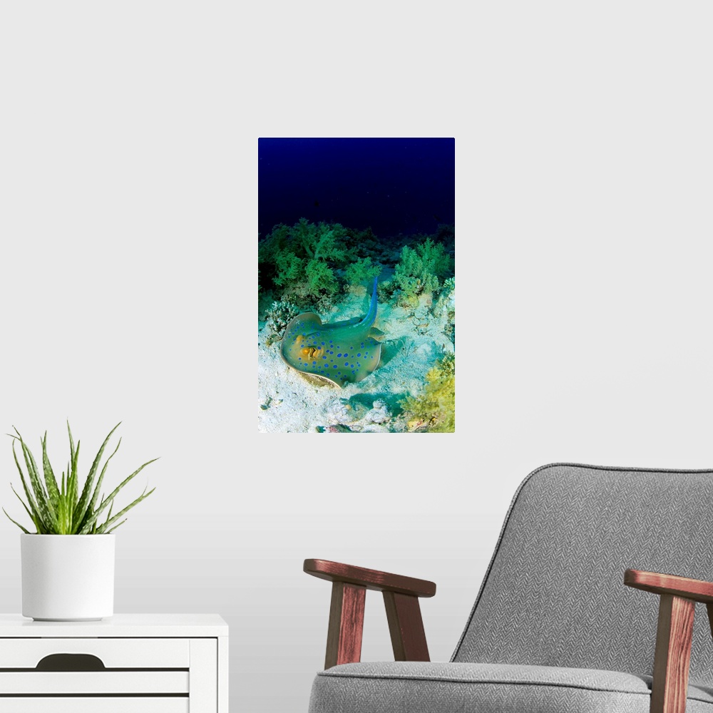 A modern room featuring Africa, Egypt, Red Sea, Blue spotted stingray