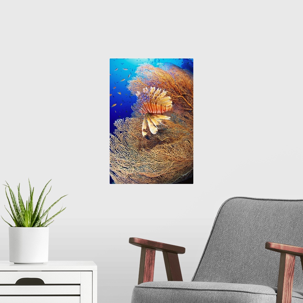 A modern room featuring Africa, Egypt, Red Sea, Lionfish and gorgonia
