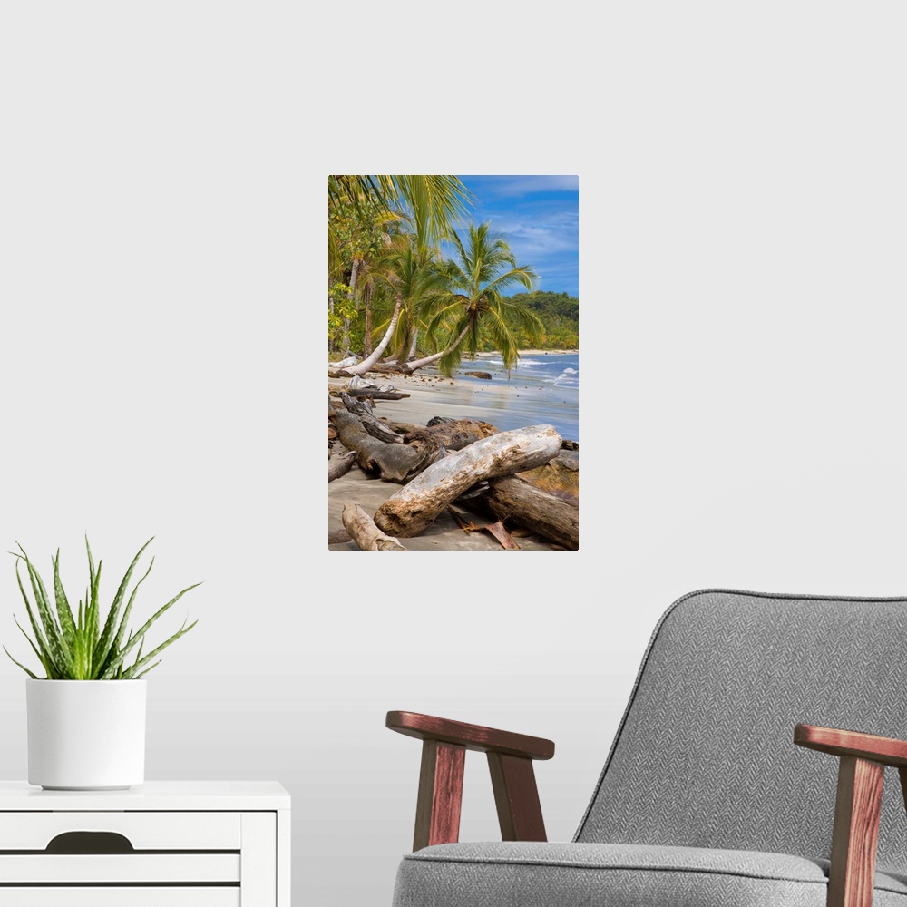 A modern room featuring Costa Rica, Limon, Tropics, Caribbean sea, Cahuita National Park, Beach