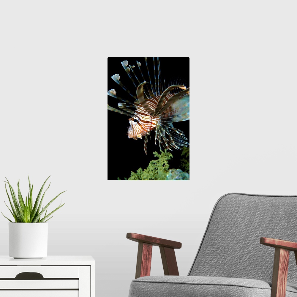 A modern room featuring Egypt, Red Sea, Lionfish