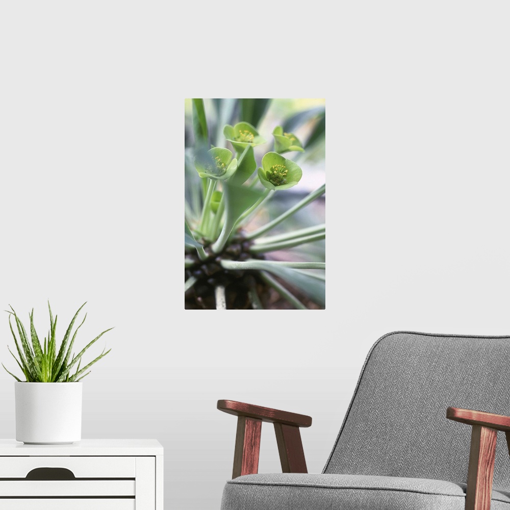 A modern room featuring Euphorbia segueriana