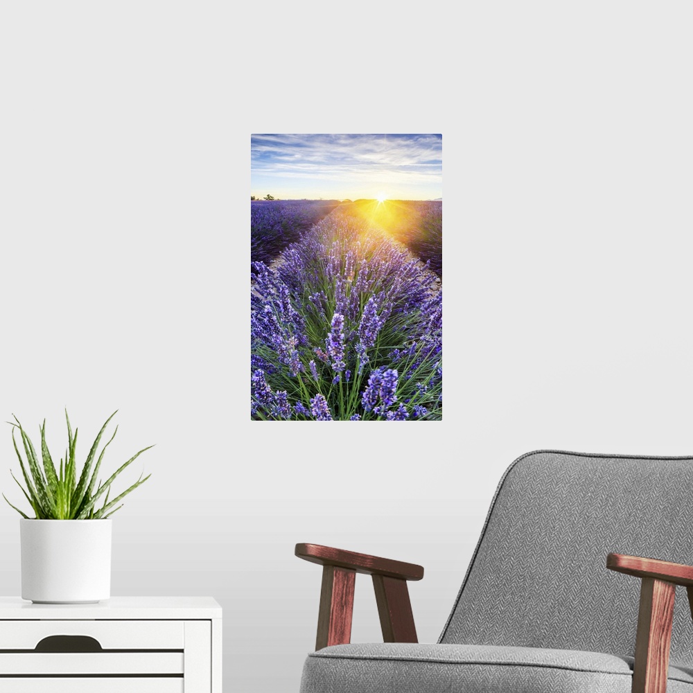 A modern room featuring France, Provence-Alpes-Cote d'Azur, Provence, Valensole, Lavender field at sunset, near Valensole