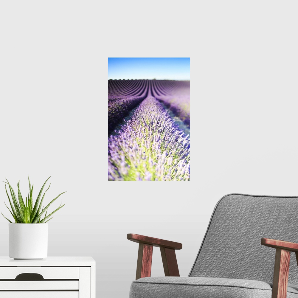A modern room featuring France, Provence-Alpes-Cote d'Azur, Provence, Valensole, Lavender field near Valensole