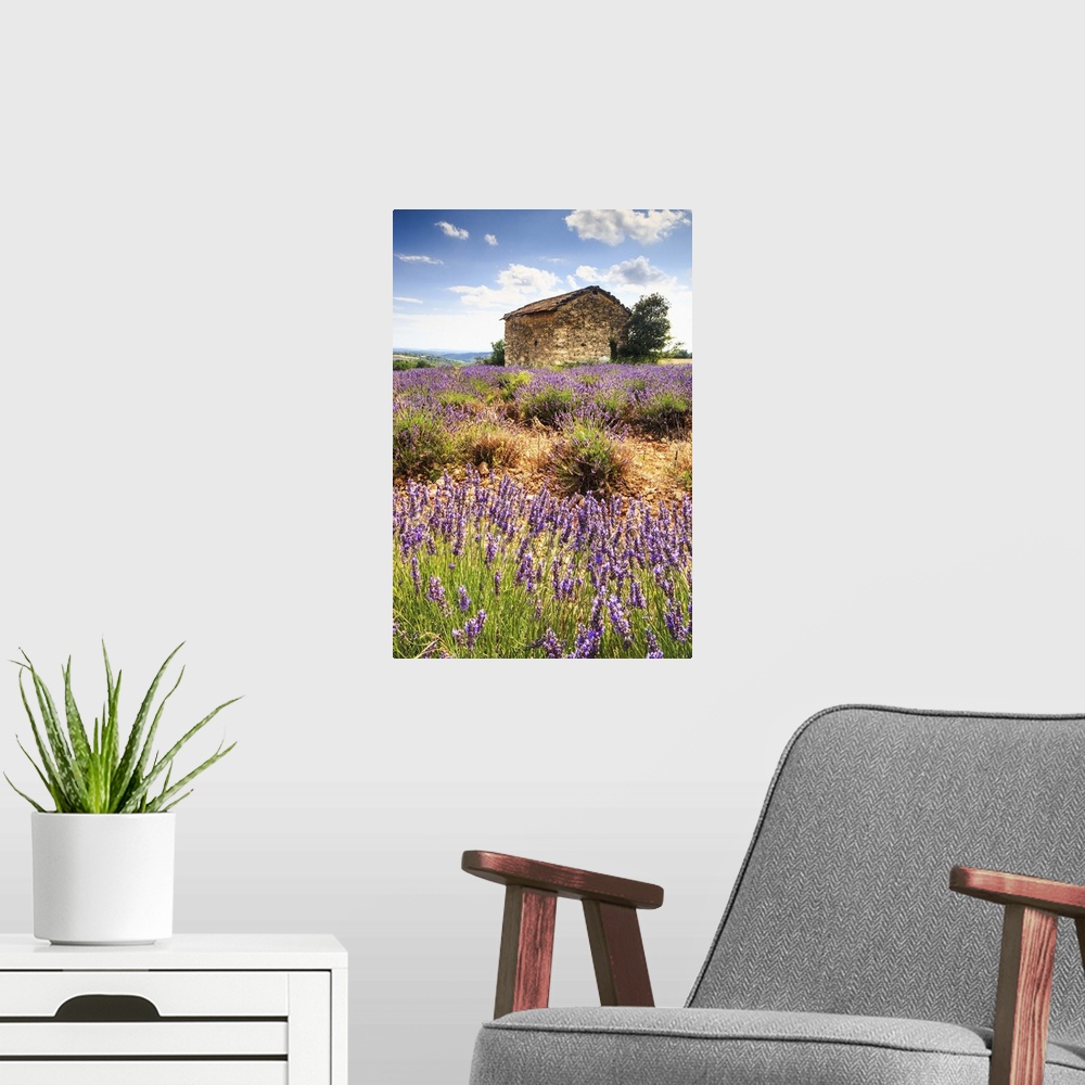 A modern room featuring France, Provence-Alpes-Cote d'Azur, Provence, Alpes-de-Haute-Provence, Valensole, Lavender field ...