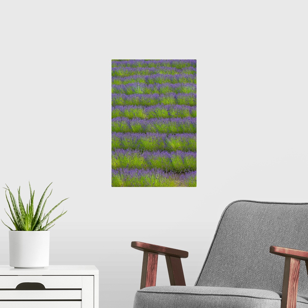 A modern room featuring France, Provence-Alpes-Cote d'Azur, Gordes, Senanque Abbey, Provence, Lavender fields in front of...