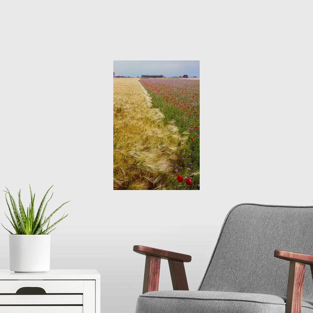 A modern room featuring Italy, Friuli, Wheat field
