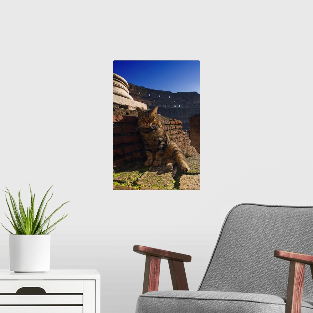 A modern room featuring Italy, Rome, Colosseum, Cat sunbathing inside