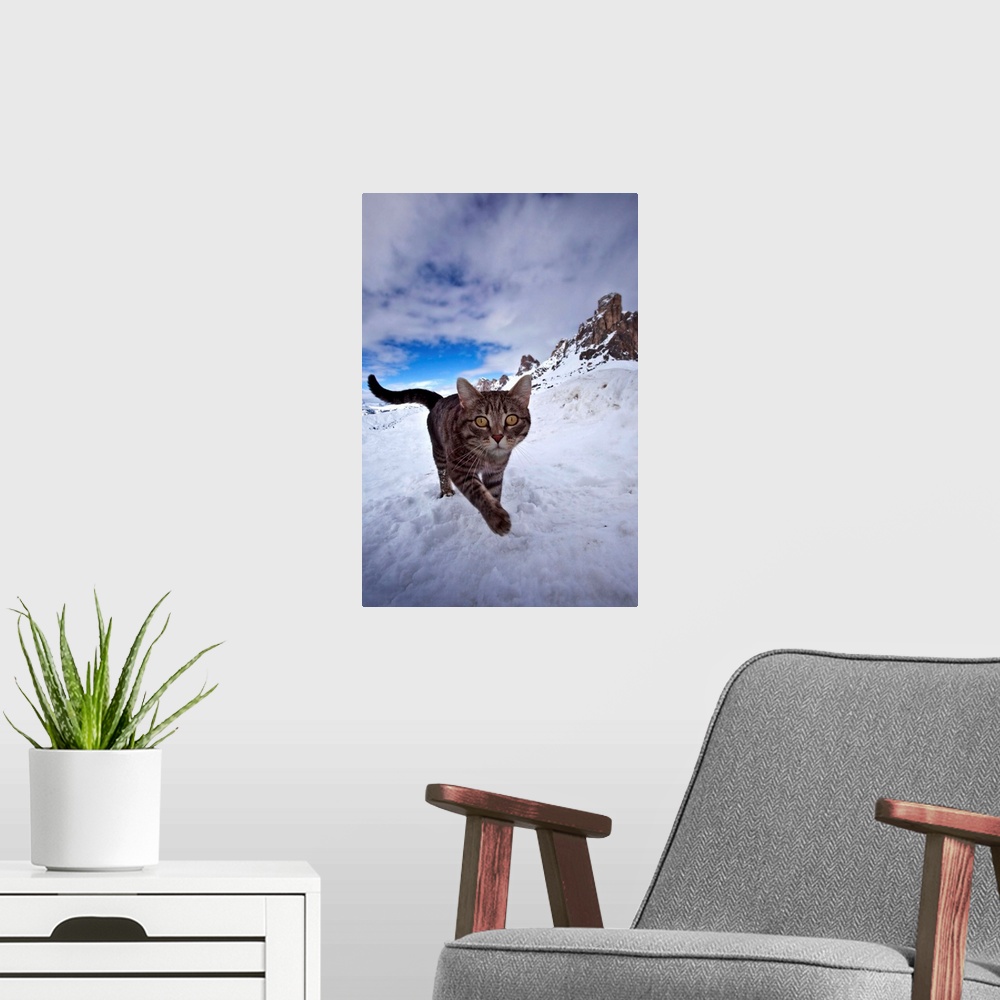 A modern room featuring Italy, Veneto, Alps, Dolomites, Belluno district, Cat on the snow at Giau pass