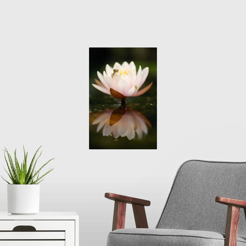 A modern room featuring Italy, Veneto, Treviso district, Tree frog (Hyla arborea) on waterlily