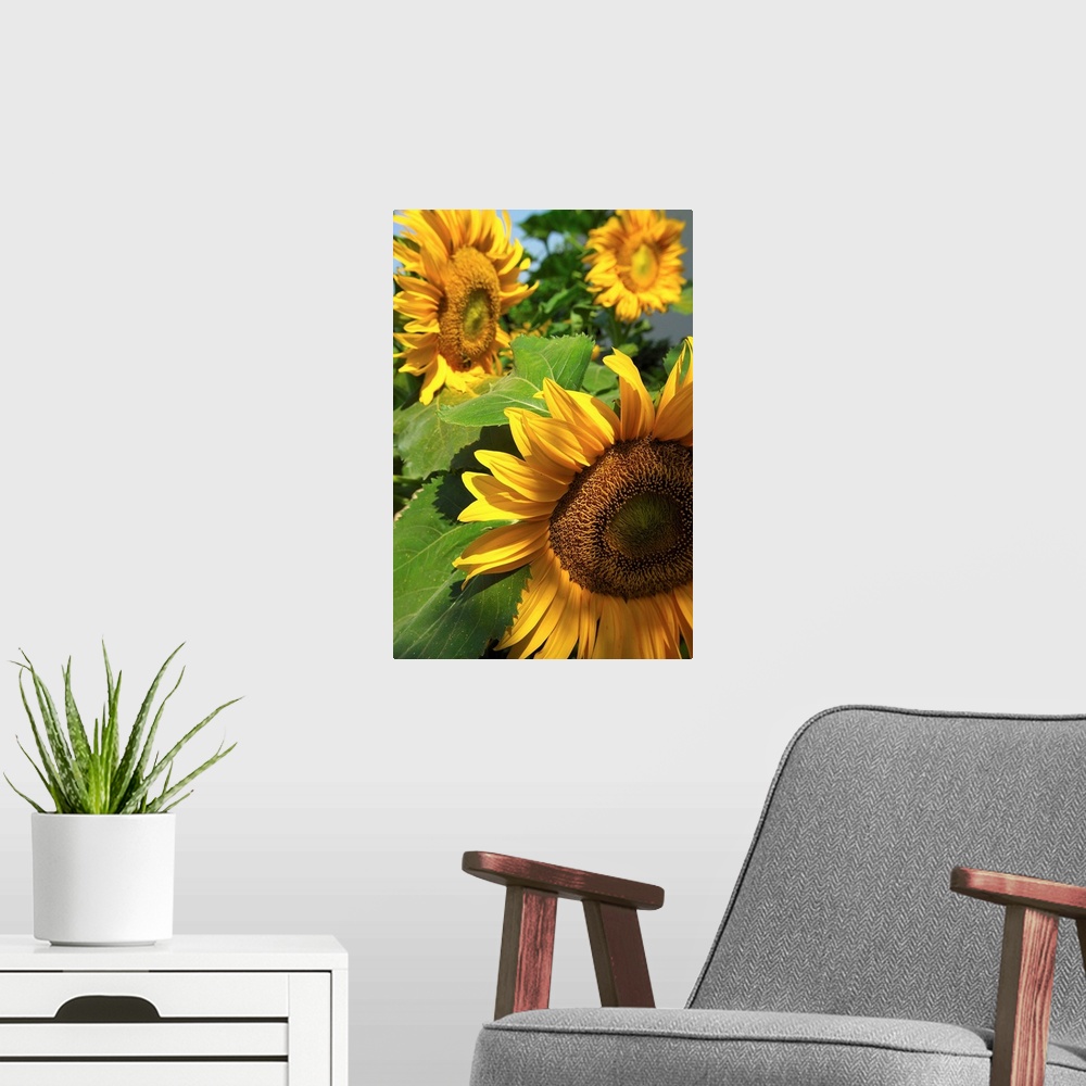 A modern room featuring Italy, Veneto, Venezia, sunflowers
