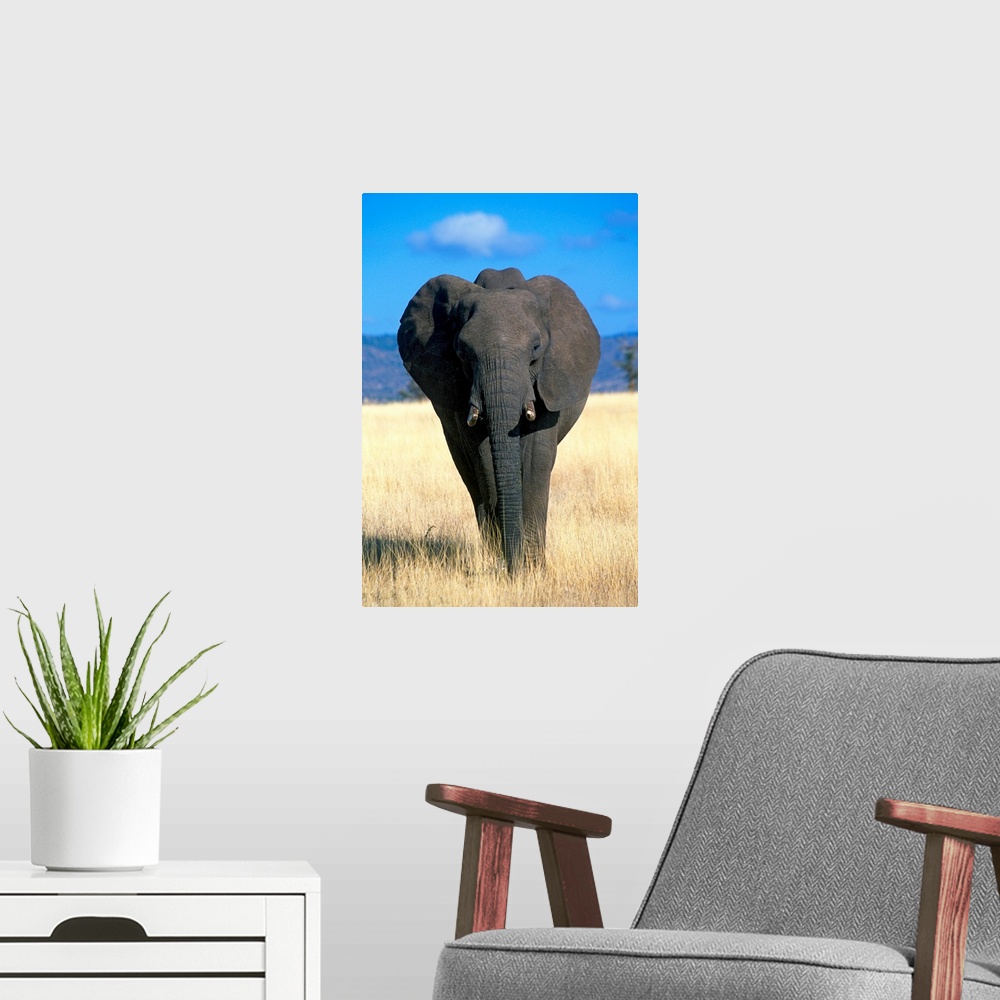 A modern room featuring Kenya, Elephant