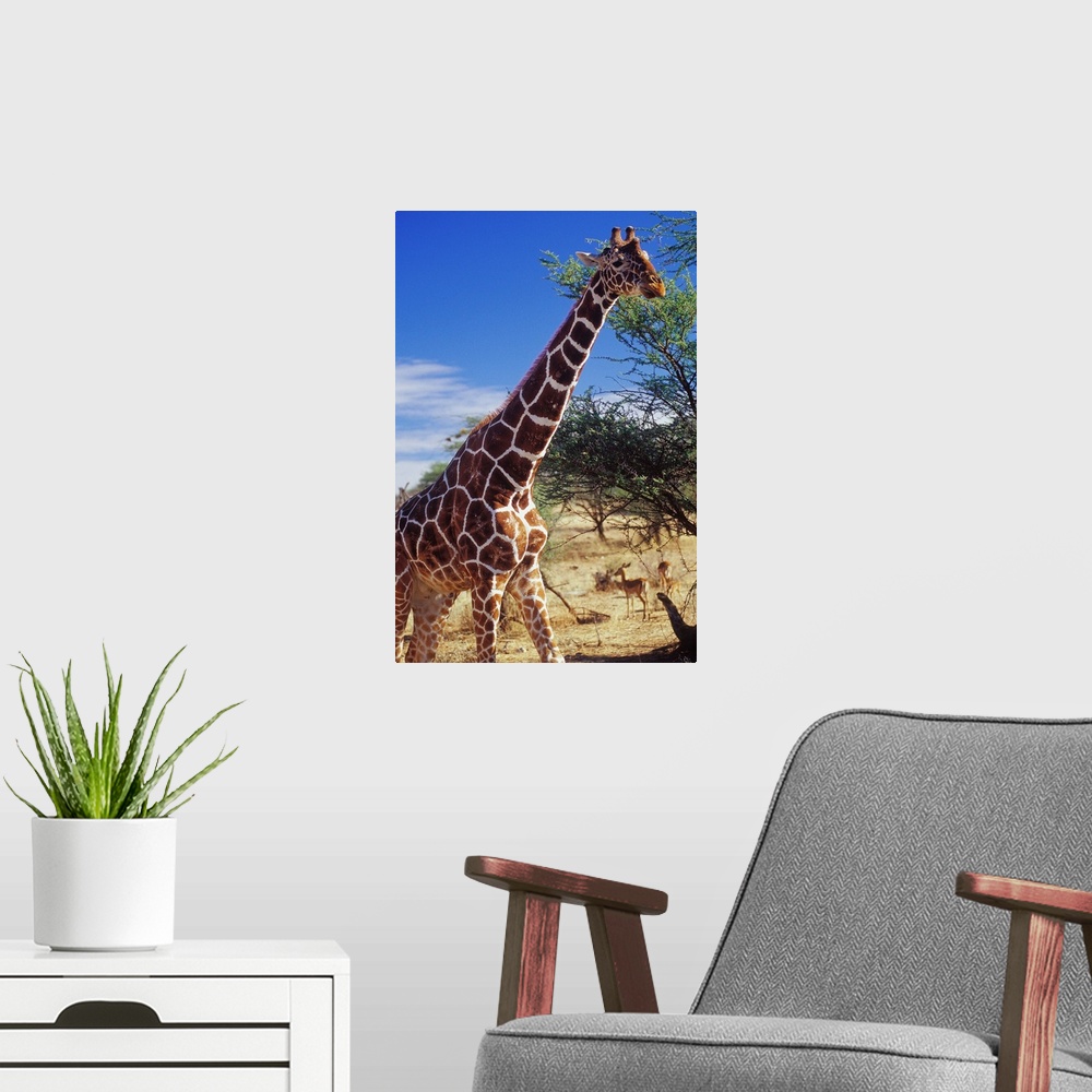 A modern room featuring Kenya, Rift Valley, Samburu National Park, giraffe