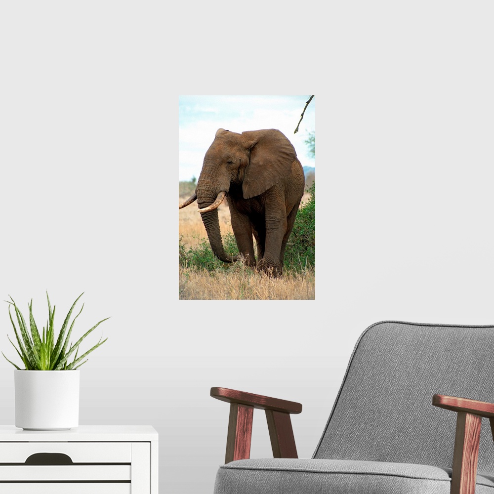 A modern room featuring Kenya, Taita Hills National Park, Elephant