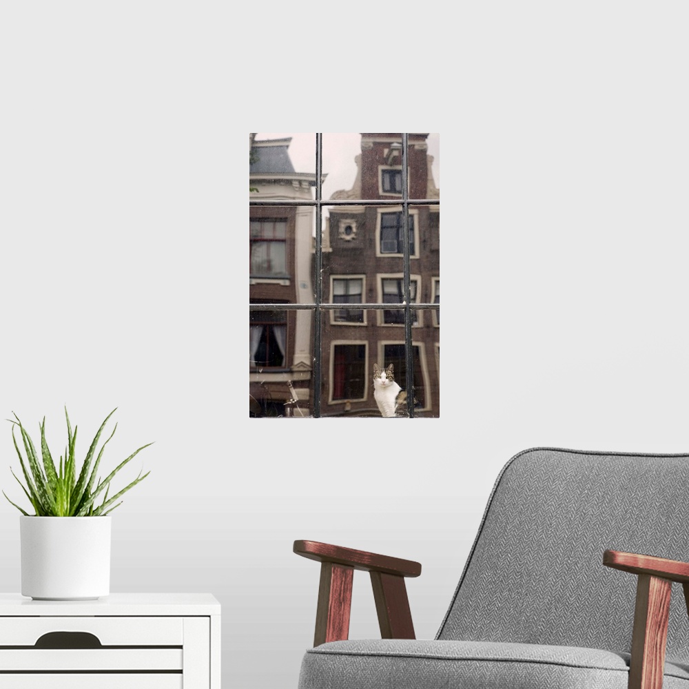 A modern room featuring Netherlands, Nederland, North Holland, Noord-Holland, Amsterdam, Cat by window and reflection of ...