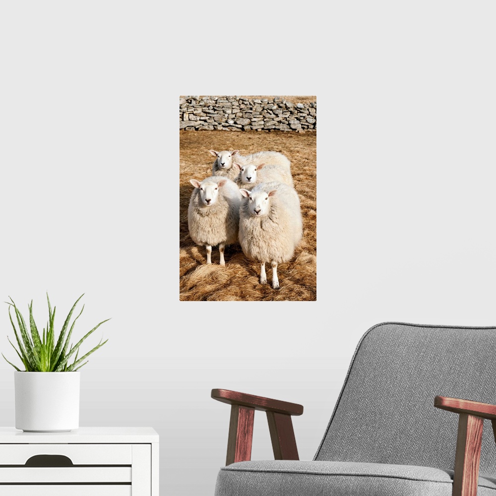 A modern room featuring Norway, Nordland, Lofoten, Sheep eating salted grass on the island because of the salt coming fro...