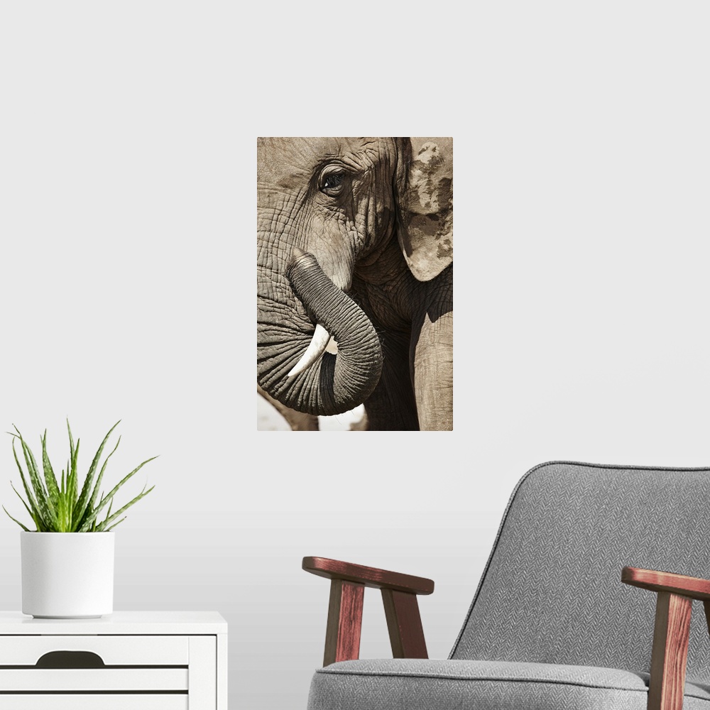 A modern room featuring South Africa, Eastern Cape, Addo Elephant National Park, Sundays River Valley, African Elephant (...