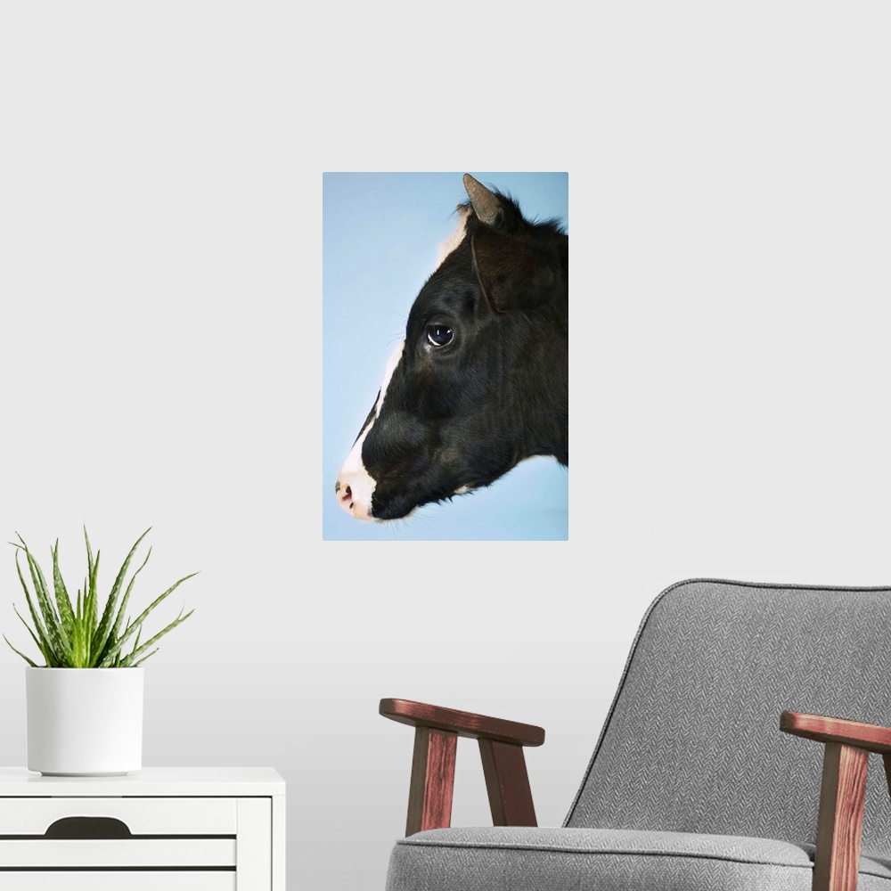 A modern room featuring Cow Against Blue Background, Close-Up Of Head, Side View
