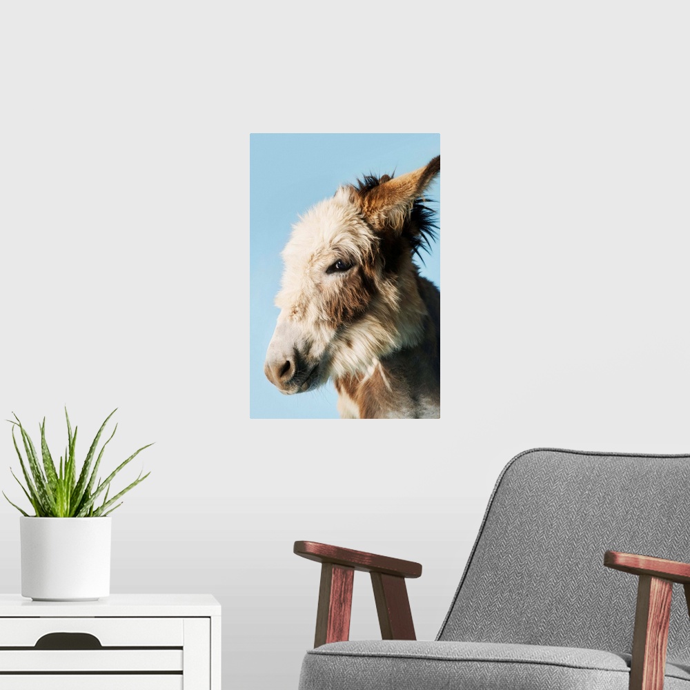 A modern room featuring Donkey Against Blue Background, Close-Up Of Head, Side View