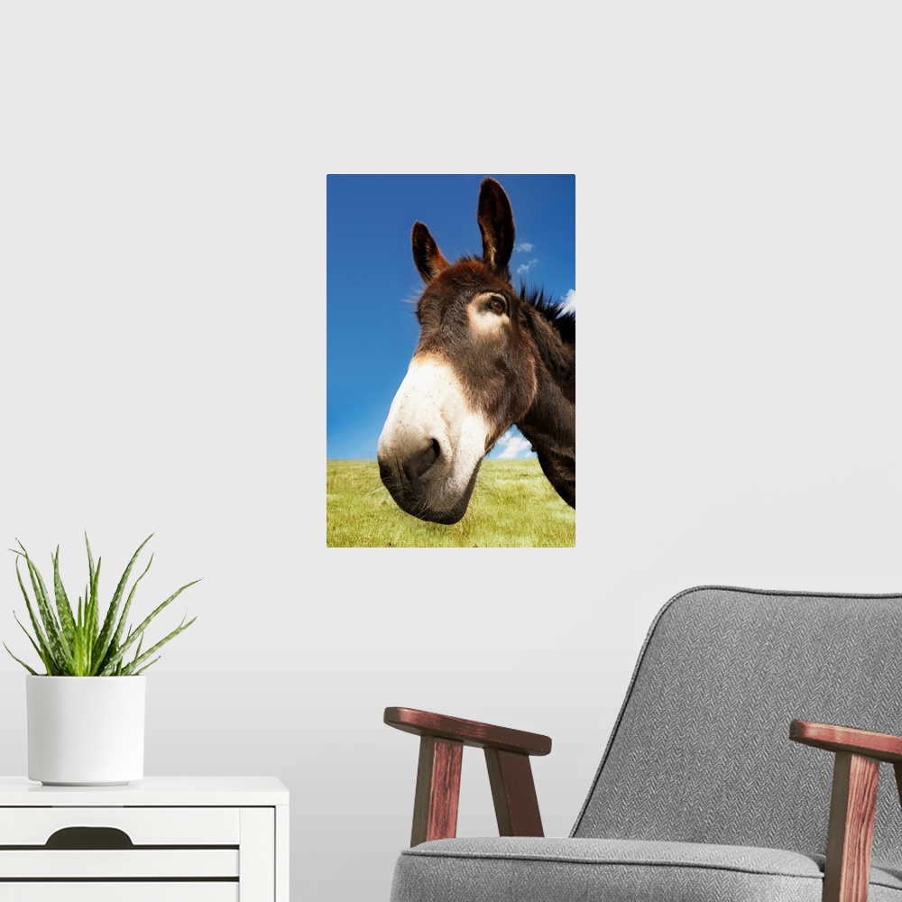 A modern room featuring Donkey In Green Field, Close-Up Of Head