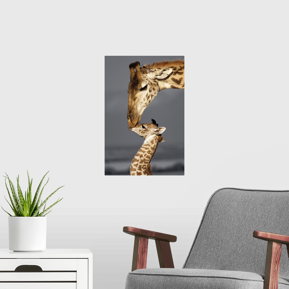A modern room featuring Photograph of a mother giraffe kissing her baby with a black and white background.