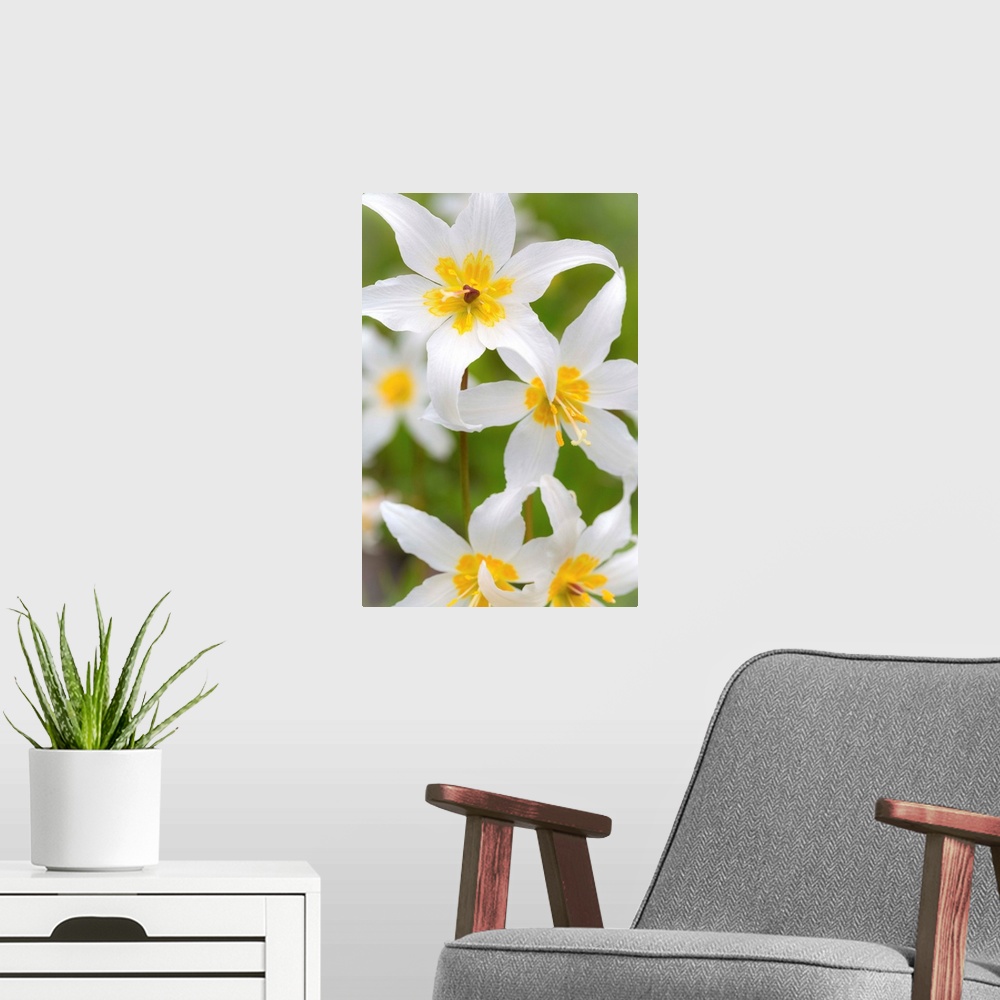 A modern room featuring Avalanche Lily IV
