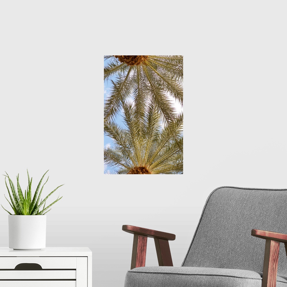 A modern room featuring Photograph looking up at the very tops of two palm trees with a blue sky and white clouds in the ...
